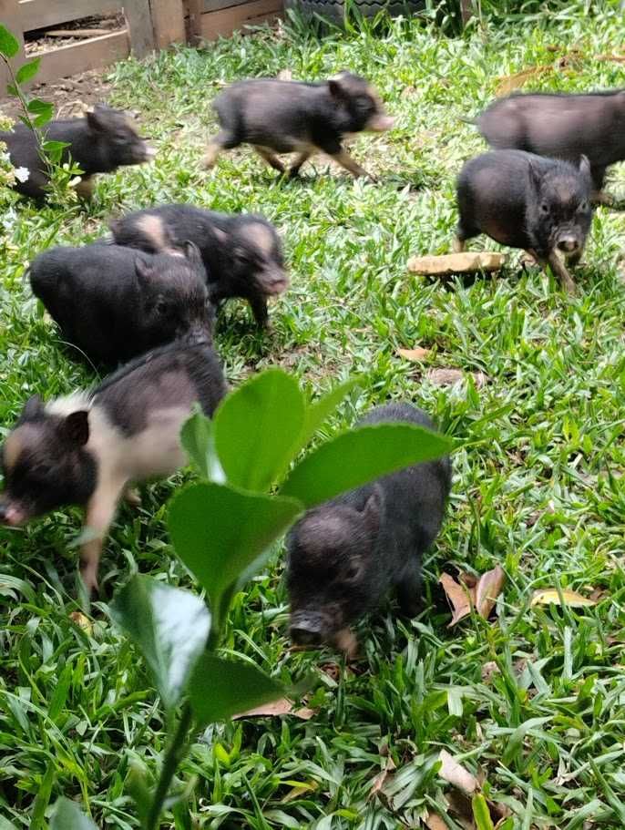 Porquinhos vietnamitas com 2 meses