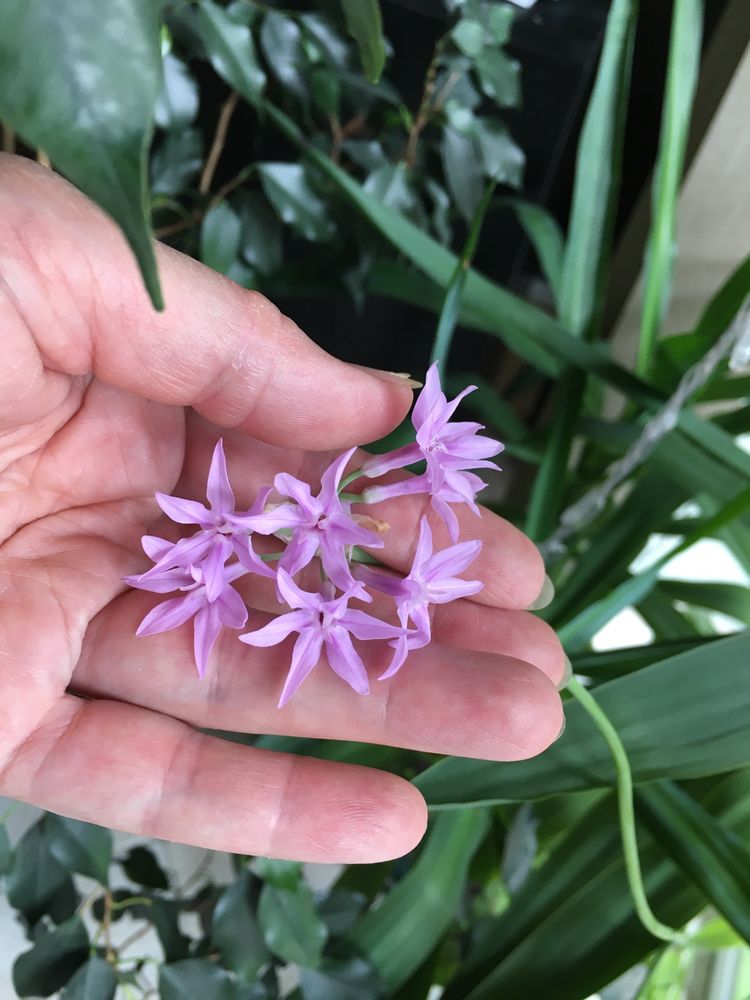 Растения для пруда Tulbaghia violacea