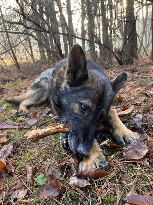 WOJTUŚ - młody, pozytywny psiak w typie owczarka szuka domu !!