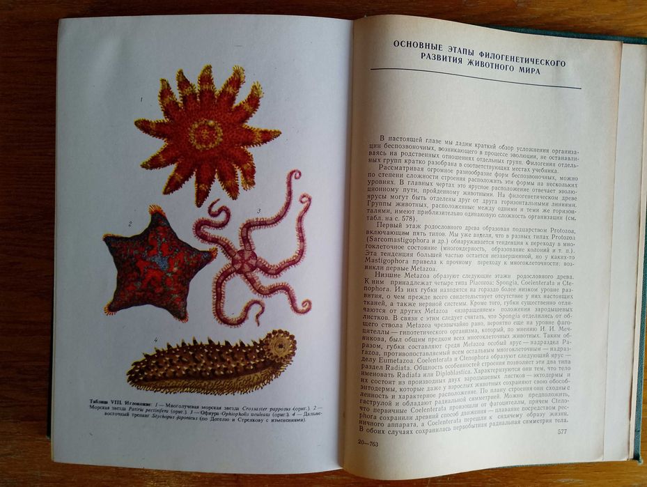 Зоология беспозвоночных Догель В.А. (Зоологія безхребетних)