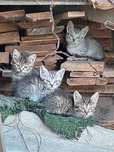 Віддам кошенят в добрі руки (безкоштовно)