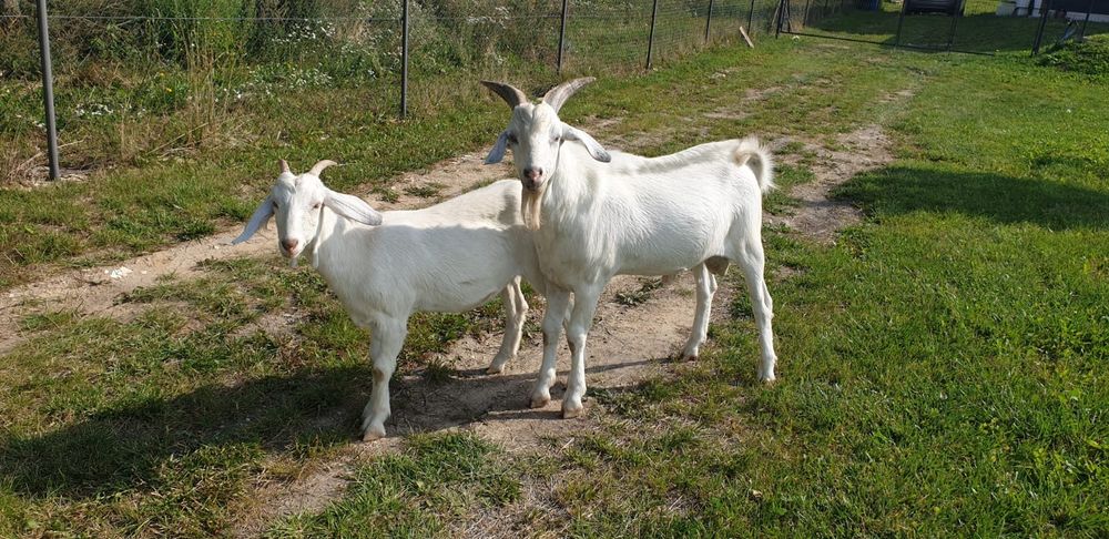 Na sprzedaż bądź wymiana na pszenicę konta koza i kozioł