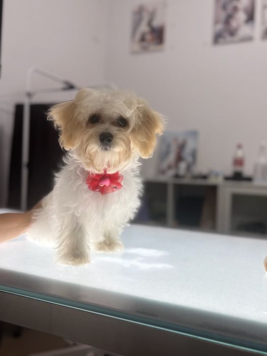 Maltipoo pudel toy szczeniak !!