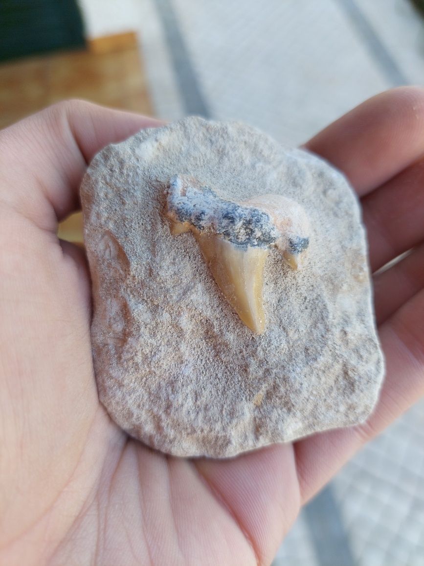 Fóssil dente de tubarão