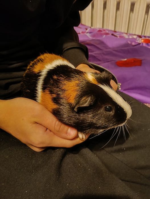 Oddam świnki za darmo