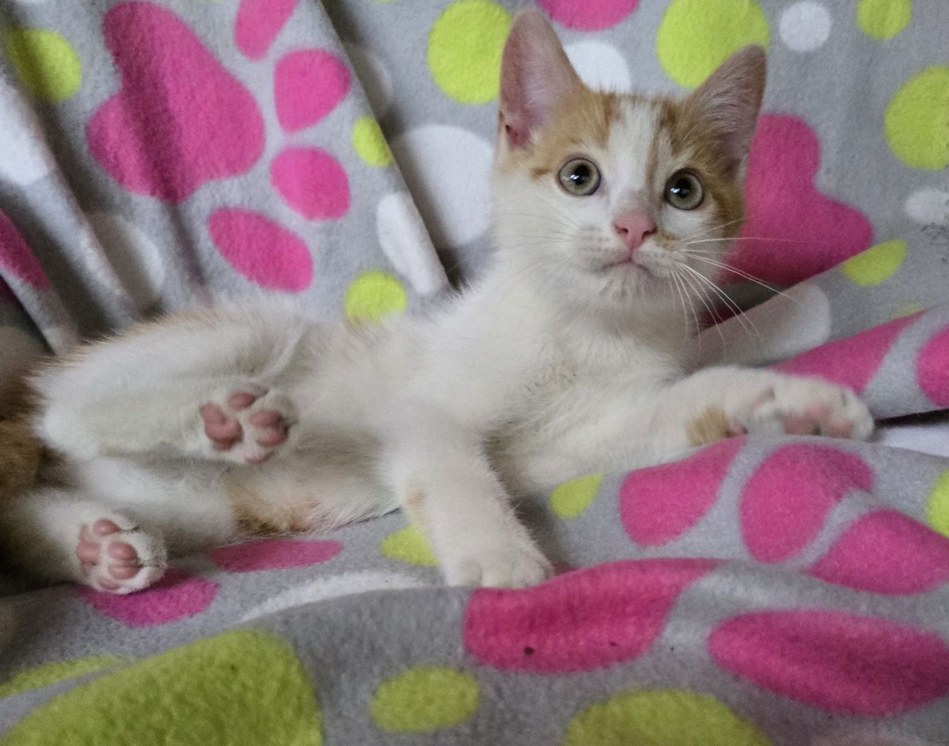 Mały kotek do odbioru kocurek   Maine coon Brytyjski