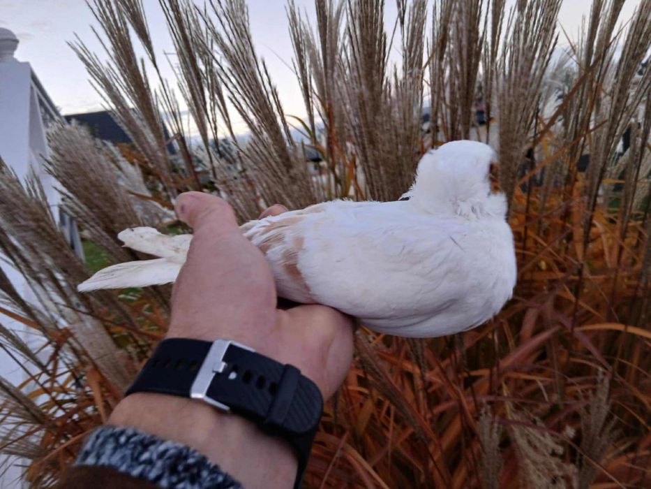 Gołąb samica popielaty