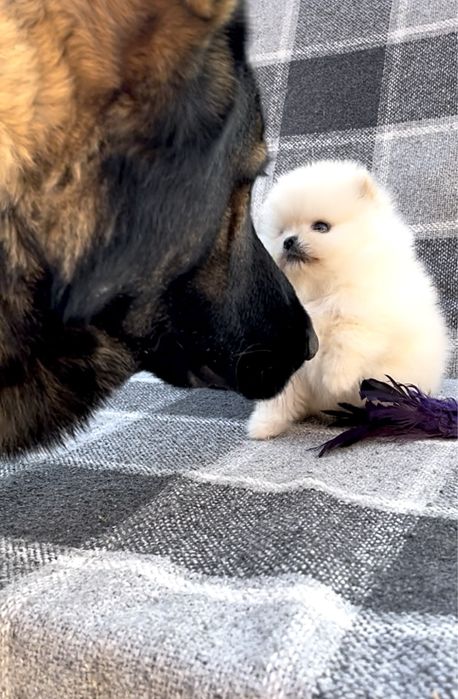 Настоящая куколка