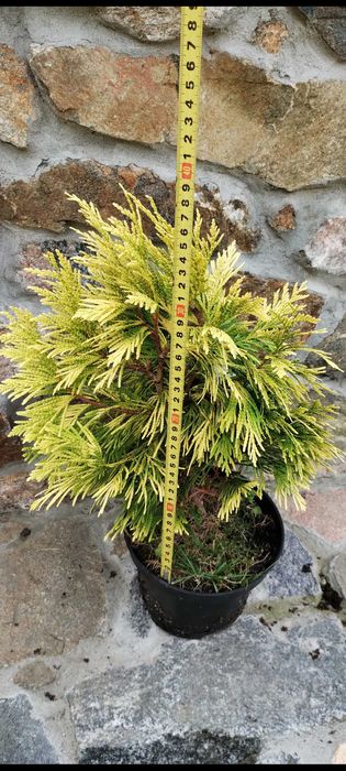 Туя, ялівець, можжевельник, сосна, кипарисовик