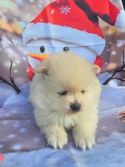 Spitz Alemão menino