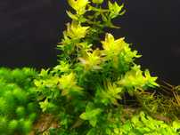 Bacopa Caroliniana  na  (2-3 plan)  Hodowla podwodna . Gratisy.