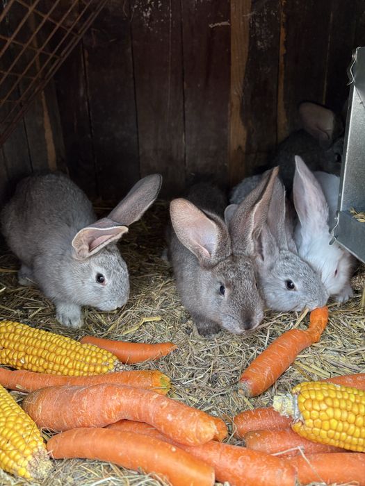 Królik króliki olbrzym belgijski