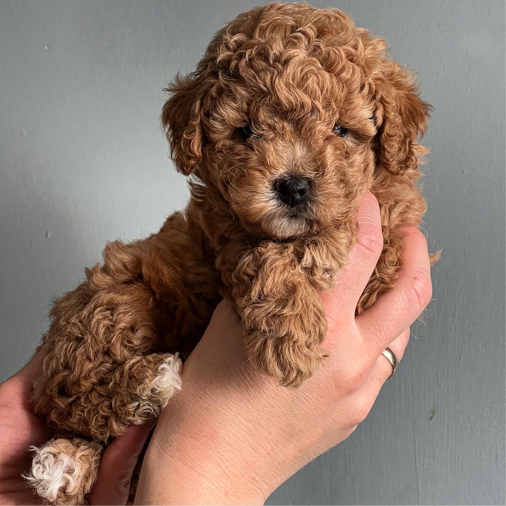 Bichpoo/ Poochon /Maltipoo/Toy