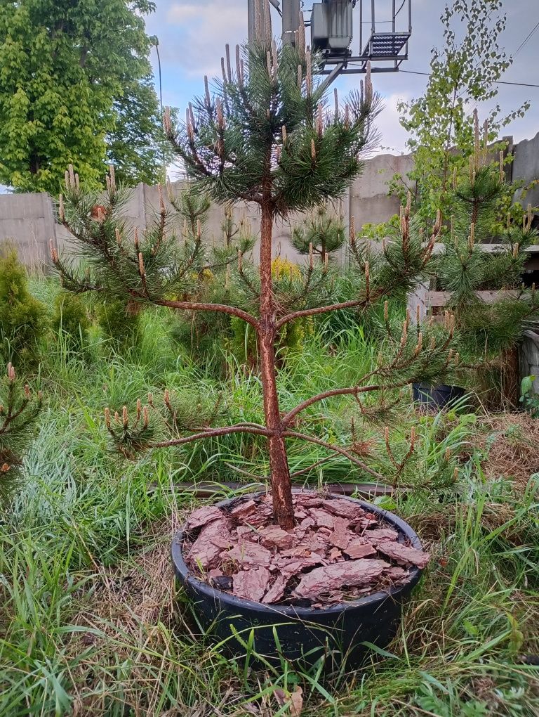 Czarna sosna bonsai 180cm