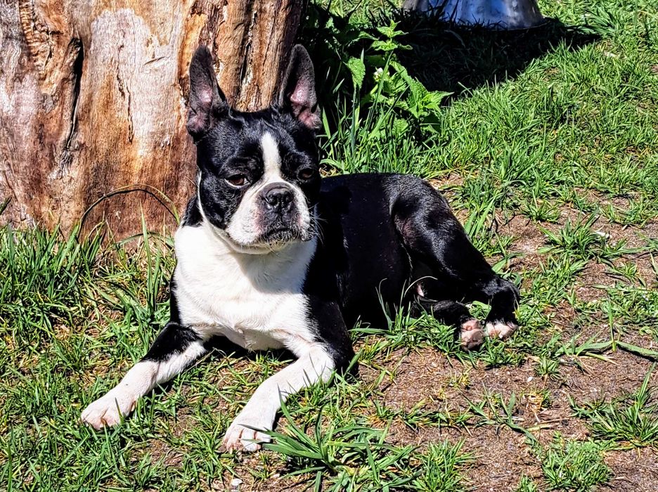 Boston terrier, szczenię, metryka ZKwP - zapowiedź