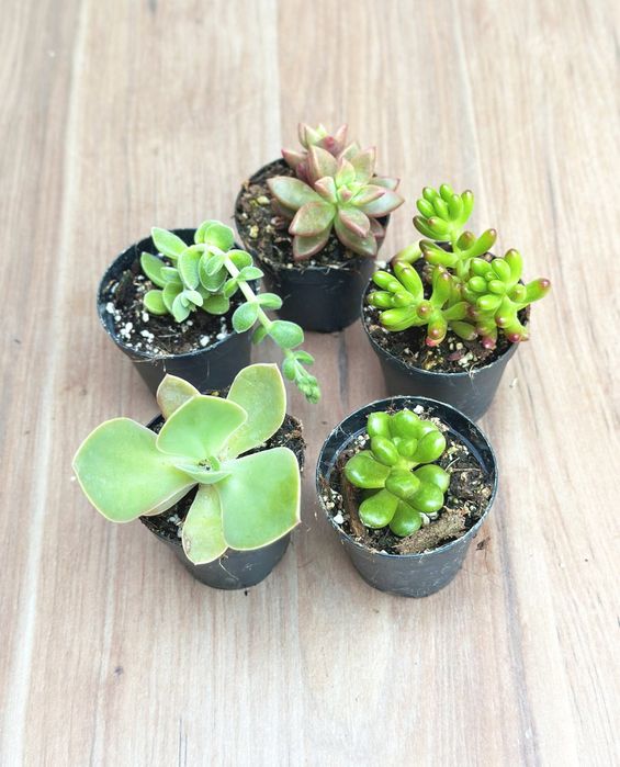 Vendo Aloe Vera, Espada São Jorge, Suculentas