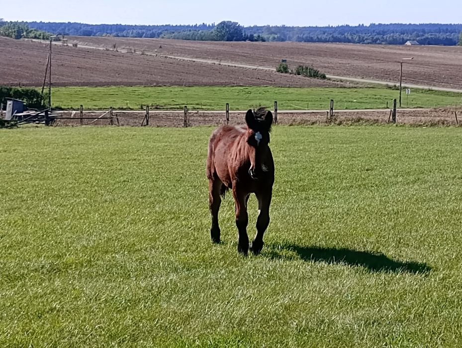Ogierek grubej budowy