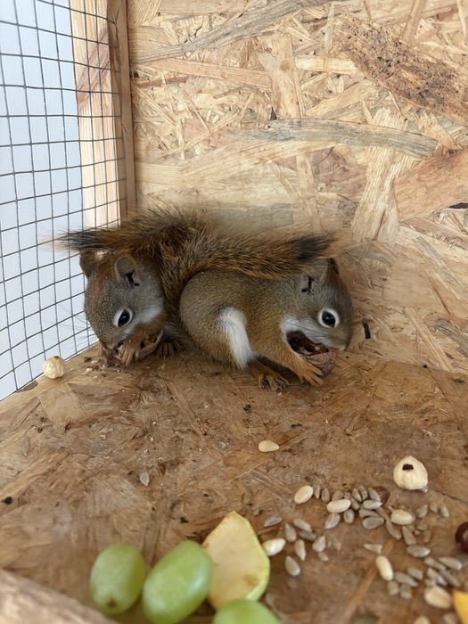 Wiewiorka Hudsona - dwa samce