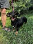 Piesek do adopcji RAMBO