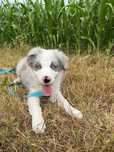 Border Collie FCI Blue Merle piesek GOTOWY DO ODBIORU