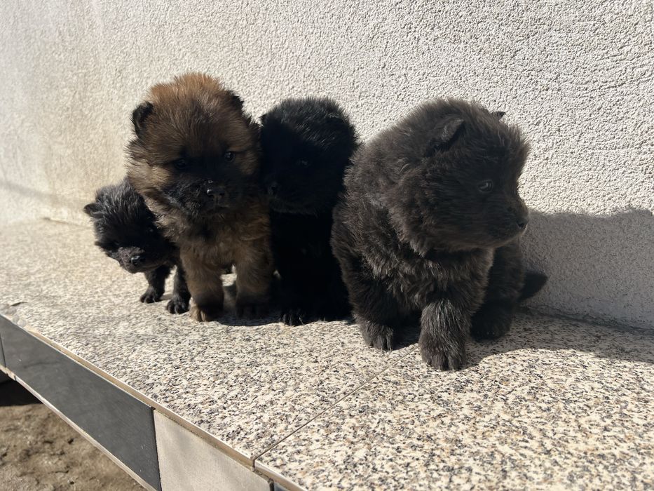 Chow chow