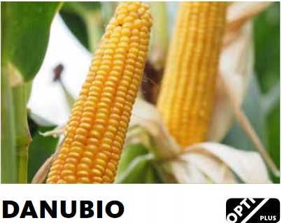Kukurydza Danubio Promocja 10 + 1 gratis