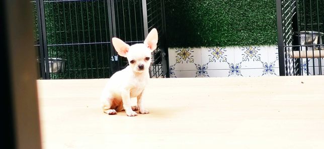 Chihuahua miniatura femea alta qualidade criado em ambiente familiar D