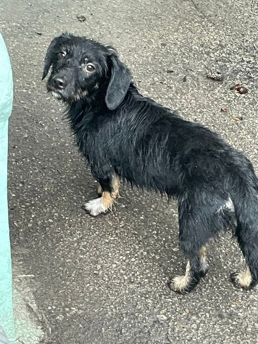 Замечена собака Правый берег