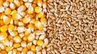 Продам ЗЕРНО !!! Ячмінь пшеницю кукурудзу