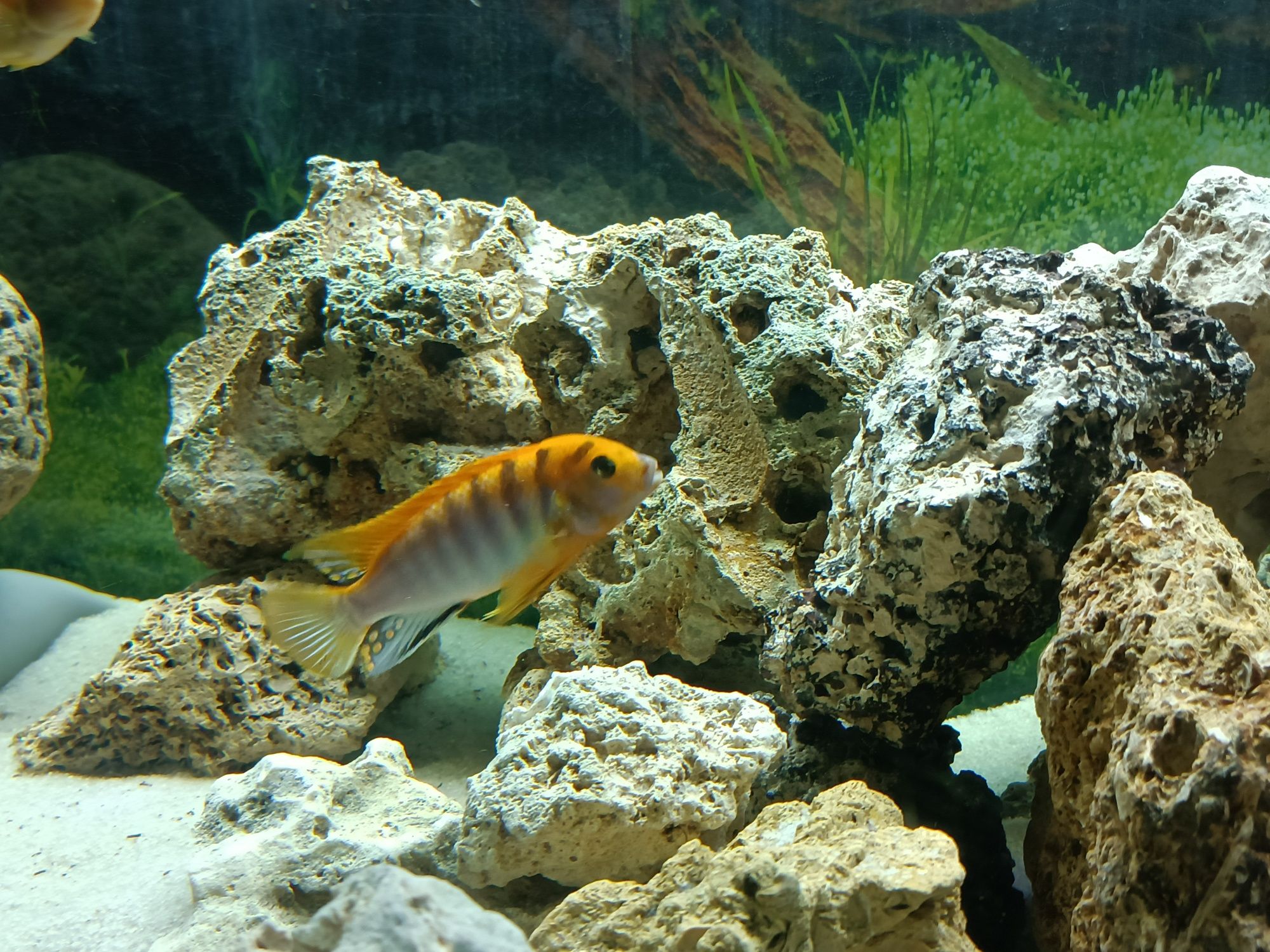Macho Labidochromis sp Hongi, ciclideo