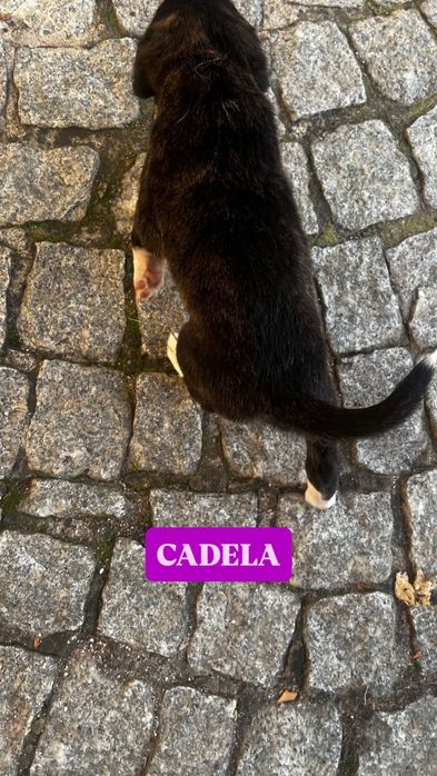 Filhote - Pequena cadelinha à procura de uma família de verdade