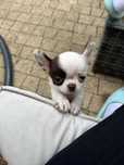 Chihuahua piesek do odbioru