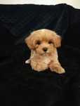 Maltipoo śliczny szczeniaczek