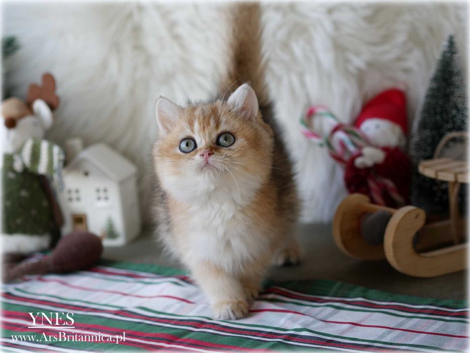 Ynes złota kotka brytyjska BRI ny 11 po Championce słodka jak laleczka