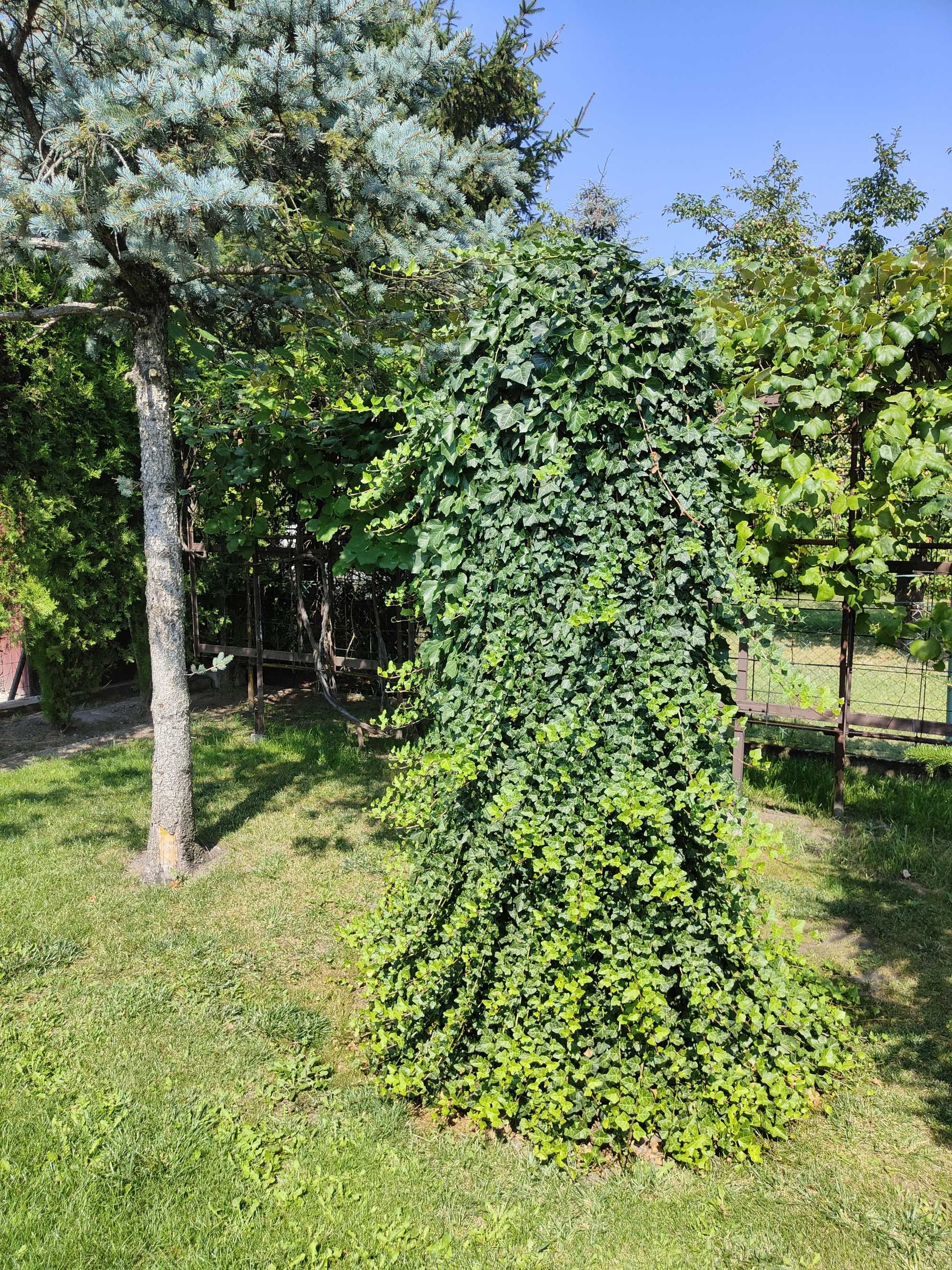 Sprzedam całoroczną działkę R.O.D w Swarzędzu