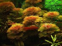 Rośliny do akwarium - Cabomba piauhyensis Red