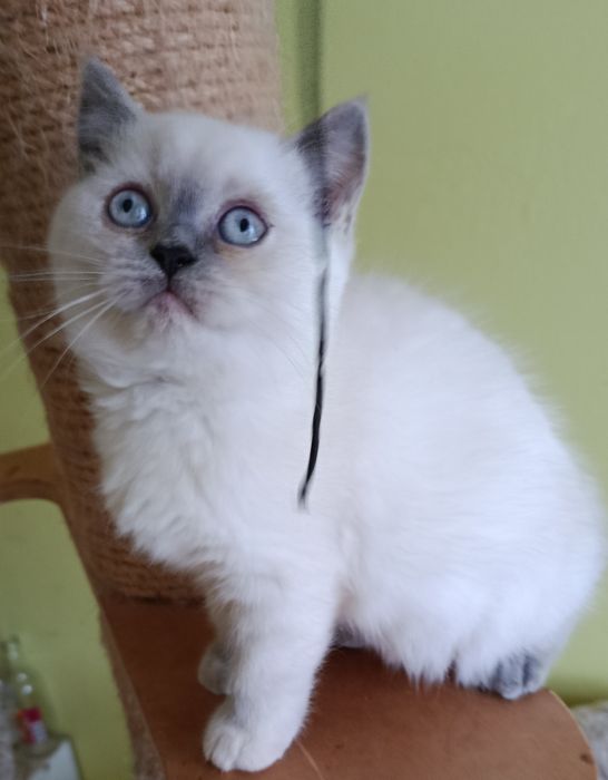 Śliczna kotka brytyjska