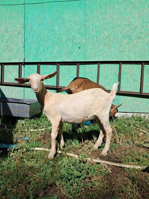 Козы козлята альпы и зааны