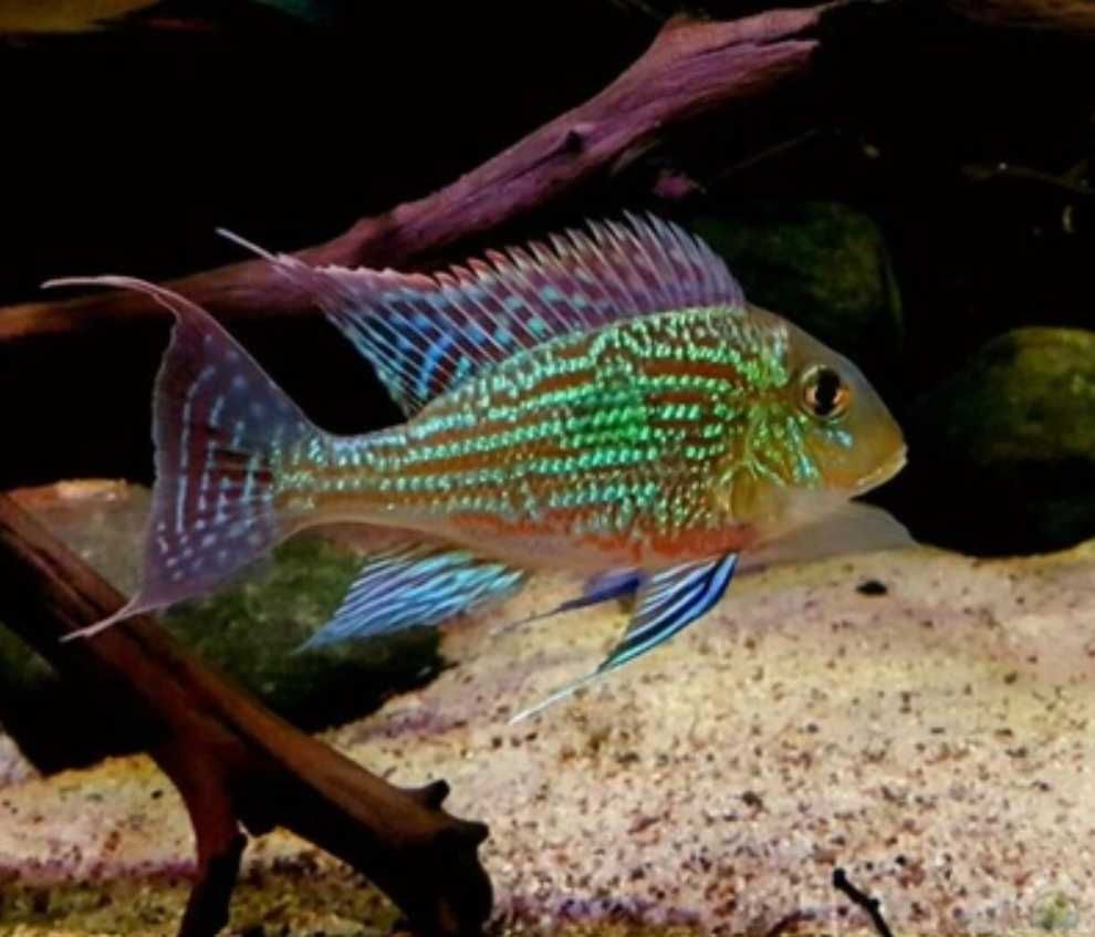 Ziemiojad altifrons RIO BRANCO - Geophagus - dowozimy, wysyłamy