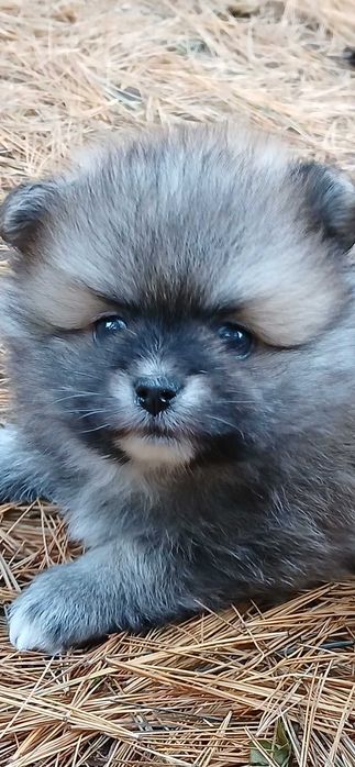 Piesek, typ misia, zadbany, info instagram