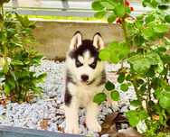 Szczeniak Siberian Husky rodowód ZKwP FCI Champion Puppy Pedigree