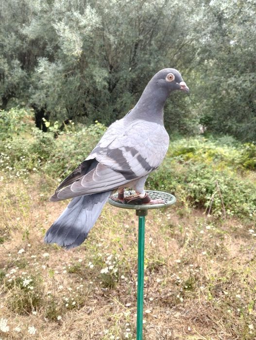 Pombos Negaça 

Italianos Lisos e Asa Branca, Gascognes, Nacionais de