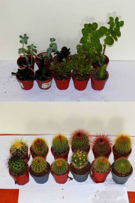 Kaktusy sukulenty i inne rośliny