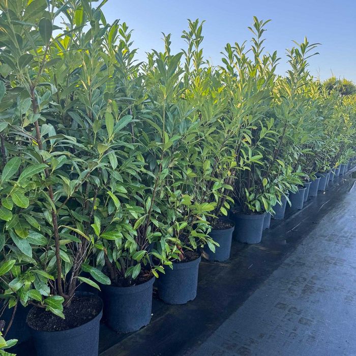 Laurowiśnia wschodnia – ozdobny krzew zimozielony, szybki wzrost C30