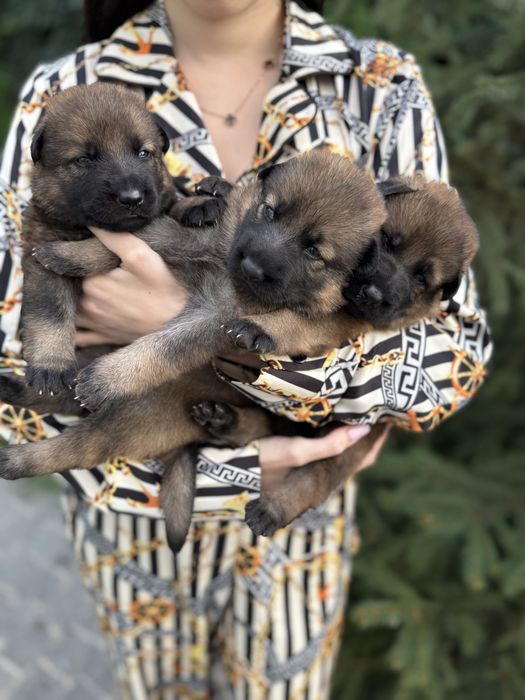 Щенки немецкой овчарки Харьков