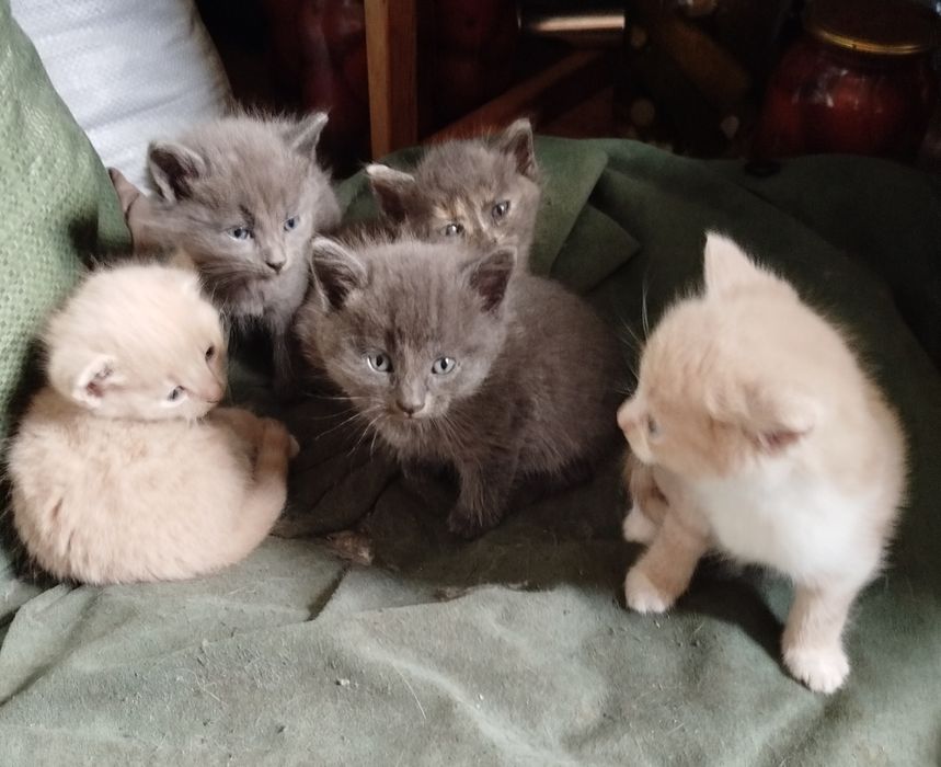 5 кошенят ,1 місяц ,2 неділі