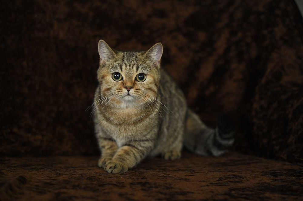 kot brytyjski-  kotka WCF