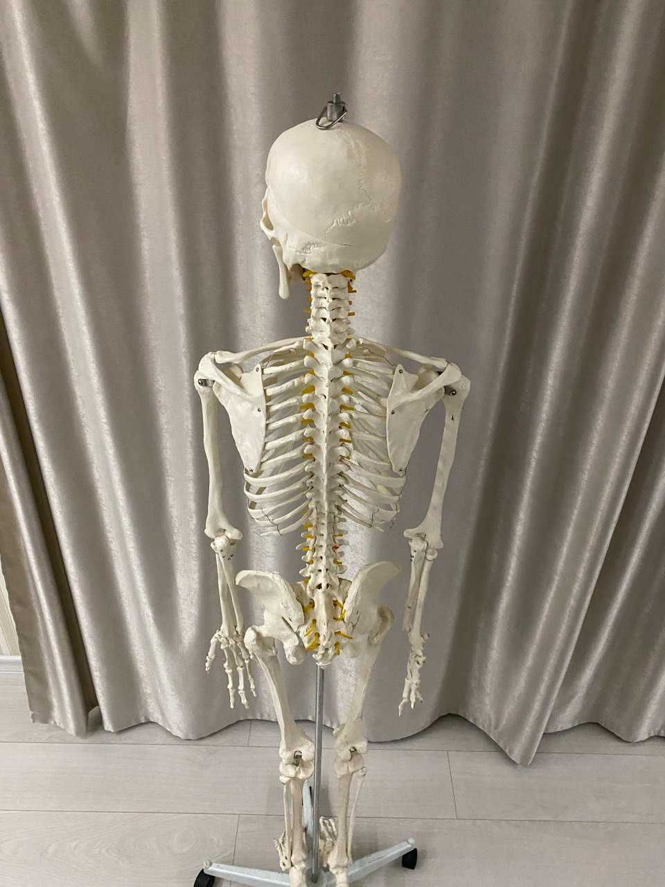 Модель скелета человека MALATEC 180 см
