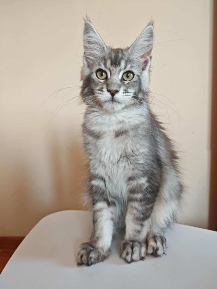 Kotka Maine coon do hodowli