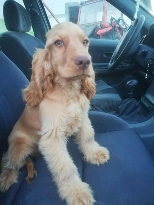 Piesek Cocker spaniel